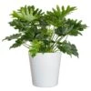 Philodendron Selloum Shangri La Live Plant In 10 Inch White Decor Pot