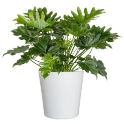 Philodendron Selloum Shangri La Live Plant In 10 Inch White Decor Pot