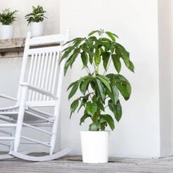 Umbrella Plant Schefflera Amate Plant In 10 Inch White Decor Pot 7 Umbrella Plant Schefflera Amate Plant In 10 Inch White Decor Pot -Urban Garden Store united nursery house plants 74578 31 1000