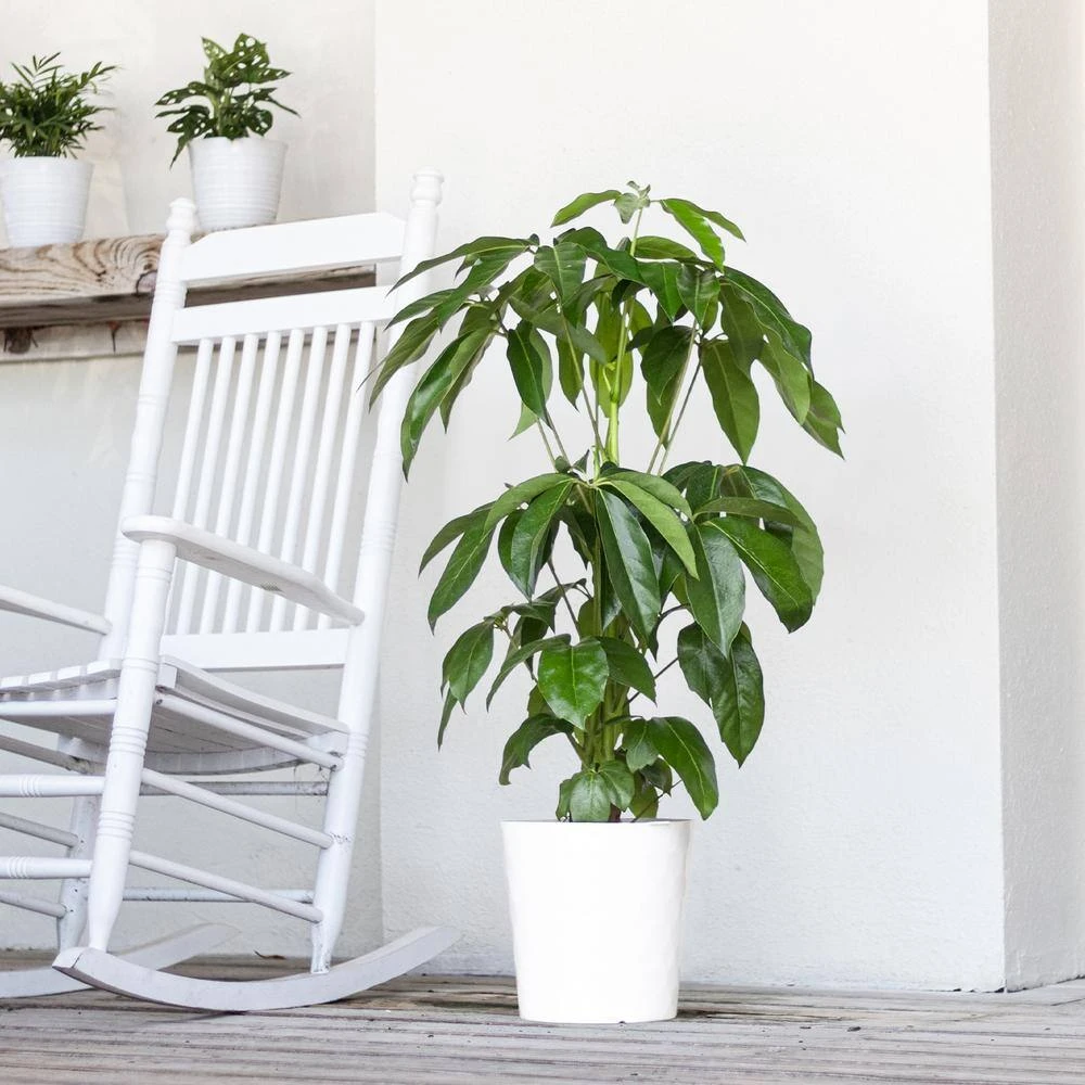 Umbrella Plant Schefflera Amate Plant In 10 Inch White Decor Pot 4 Umbrella Plant Schefflera Amate Plant In 10 Inch White Decor Pot - Image 4