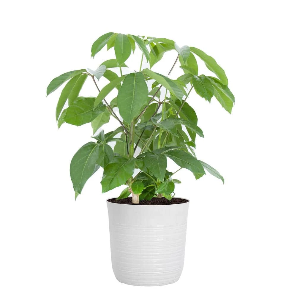 Umbrella Plant Schefflera Amate Plant In 10 Inch White Decor Pot 1 Umbrella Plant Schefflera Amate Plant In 10 Inch White Decor Pot
