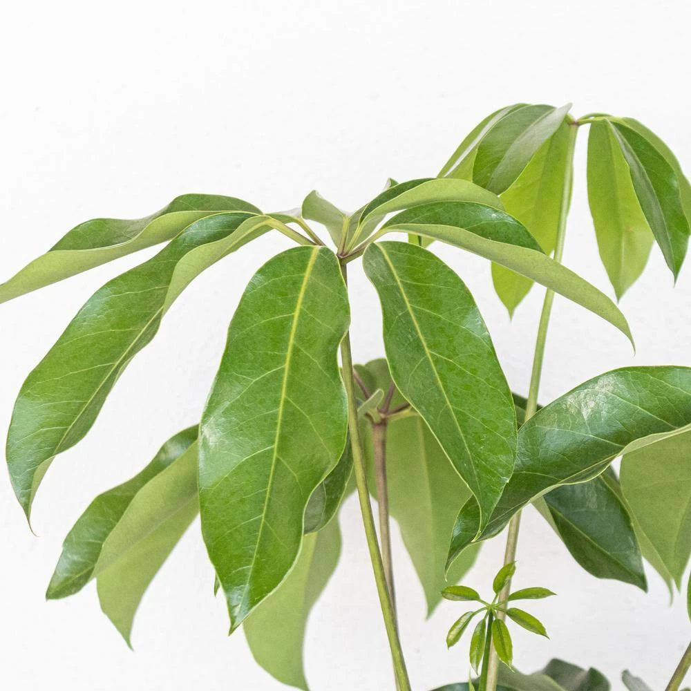 Umbrella Plant Schefflera Amate Plant In 10 Inch White Decor Pot 2 Umbrella Plant Schefflera Amate Plant In 10 Inch White Decor Pot - Image 2