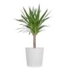 Yucca Cane Plant In 10 Inch White Decor Pot