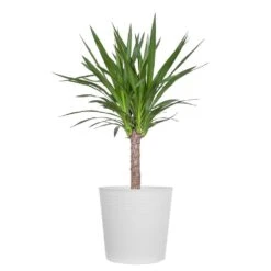 Yucca Cane Plant In 10 Inch White Decor Pot