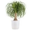 Ponytail Palm Beaucarnea Recurvata Indoor Outdoor Live Plant In 10 Inch White Decor Pot