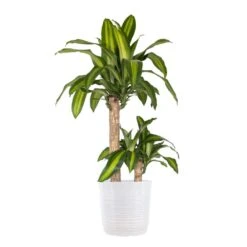 Mass Cane Corn Plant 2 Stem In 10 Inch White Decor Pot