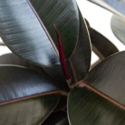 Ficus Burgundy Rubber Plant Ficus Elastica Live Plant In 10 Inch White Decor Pot -Urban Garden Store united nursery house plants 74646 1f 1000