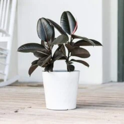 Ficus Burgundy Rubber Plant Ficus Elastica Live Plant In 10 Inch White Decor Pot -Urban Garden Store united nursery house plants 74646 4f 1000