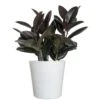 Ficus Burgundy Rubber Plant Ficus Elastica Live Plant In 10 Inch White Decor Pot