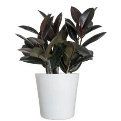 Ficus Burgundy Rubber Plant Ficus Elastica Live Plant In 10 Inch White Decor Pot