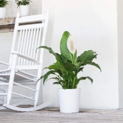 Live Peace Lily Spathiphyllum In 10 In. White Decor Pot -Urban Garden Store united nursery house plants 74653 4f 1000