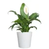 Live Peace Lily Spathiphyllum In 10 In. White Decor Pot