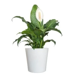Live Peace Lily Spathiphyllum In 10 In. White Decor Pot