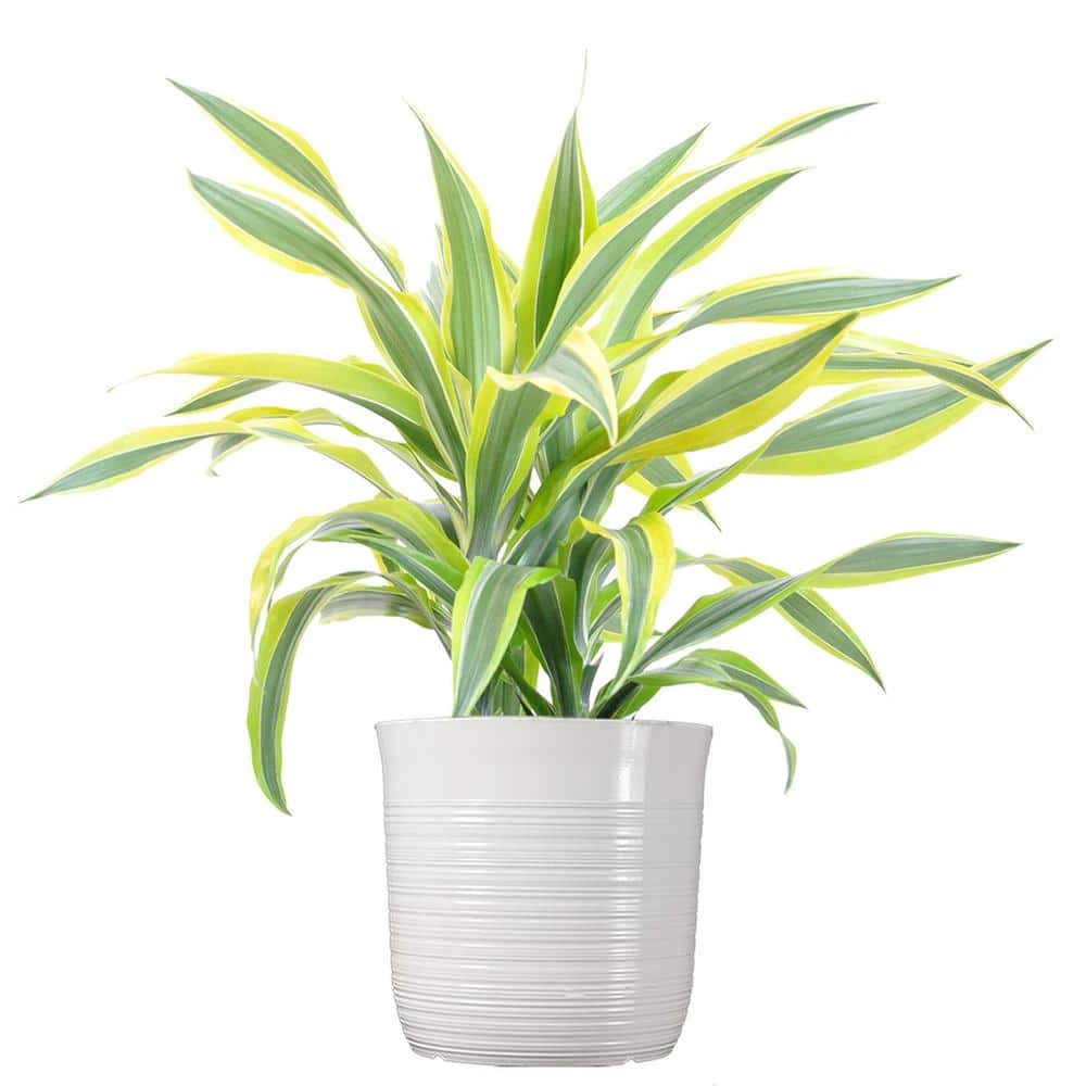 Dracaena Lemon Lime Plant Tall In 10 Inch White Decor Pot 1 Dracaena Lemon Lime Plant Tall In 10 Inch White Decor Pot