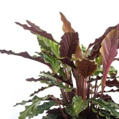 Calathea Rufibarba Plant 10 Inch White Decor Pot -Urban Garden Store united nursery house plants 74677 4f 1000