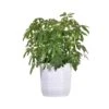Dward Umbrella Schefflera Arboricola Green Plant In 10 Inch White Decor Pot