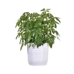 Dward Umbrella Schefflera Arboricola Green Plant In 10 Inch White Decor Pot