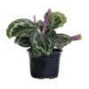 Calathea Medallion Plant In 6 Inch Grower Pot