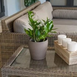 ZZ Plant Zamioculcas Zamiifolia Zanzibar Gem Easy Care Low Light Plant In 6 Inch Grower Pot -Urban Garden Store united nursery house plants 78736 31 1000