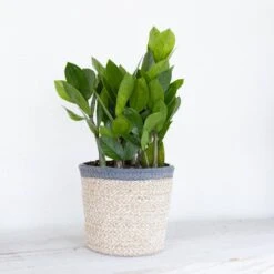 ZZ Plant Zamioculcas Zamiifolia Zanzibar Gem Easy Care Low Light Plant In 6 Inch Grower Pot -Urban Garden Store united nursery house plants 78736 4f 1000