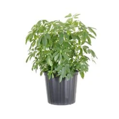 Dwarf Umbrella Schefflera Arboricola Green Plant In 9.25 Inch Grower Pot