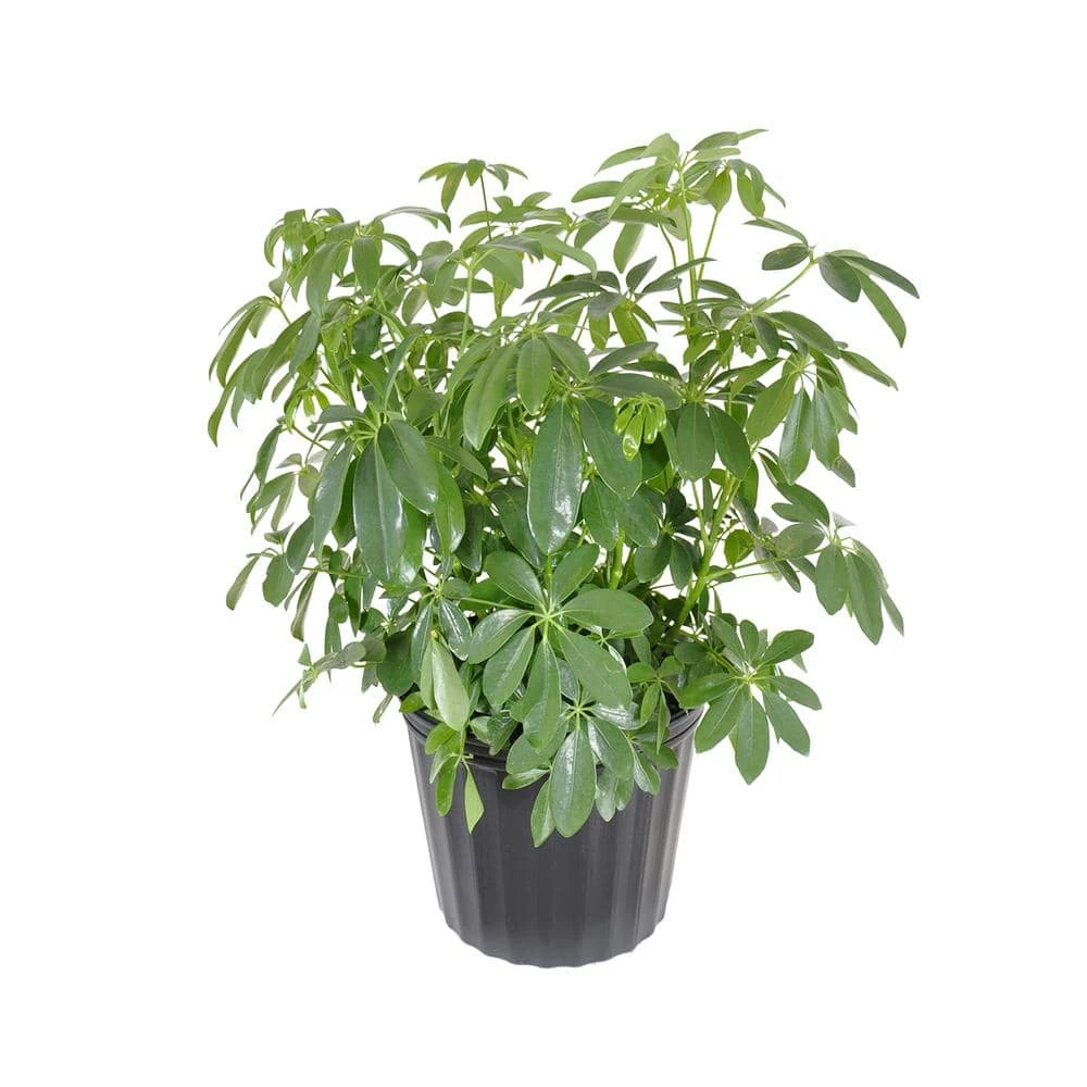 Dwarf Umbrella Schefflera Arboricola Green Plant In 9.25 Inch Grower Pot 2 Dwarf Umbrella Schefflera Arboricola Green Plant In 9.25 Inch Grower Pot - Image 2