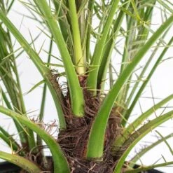 Miniature Date Palm Live Phoenix Roebelenii Plant 22 In. To 26 In. Tall In 9.25 In. White Decor Pot -Urban Garden Store united nursery house plants 78842 1f 1000