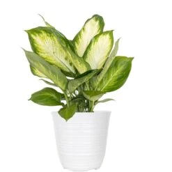 Camille Dieffenbachia Live Plant 6 Inch White Decor Pot