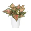 Aglaonema Ruby Ray Plant In 6 Inch White Decor Pot