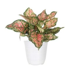 Aglaonema Ruby Ray Plant In 6 Inch White Decor Pot