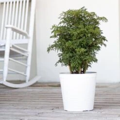 Ming Aralia Indoor House Plant In 10 Inch White Decor Pot -Urban Garden Store united nursery house plants 78965 31 1000