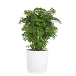 Ming Aralia Indoor House Plant In 10 Inch White Decor Pot