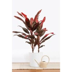 Red Sister Cordyline Florida Ti Plant Live Indoor Outdoor Houseplant 10 Inch White Decor Pot 7 Red Sister Cordyline Florida Ti Plant Live Indoor Outdoor Houseplant 10 Inch White Decor Pot -Urban Garden Store united nursery house plants 78996 31 1000