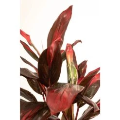 Red Sister Cordyline Florida Ti Plant Live Indoor Outdoor Houseplant 10 Inch White Decor Pot 6 Red Sister Cordyline Florida Ti Plant Live Indoor Outdoor Houseplant 10 Inch White Decor Pot -Urban Garden Store united nursery house plants 78996 4f 1000