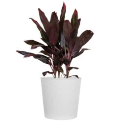 Red Sister Cordyline Florida Ti Plant Live Indoor Outdoor Houseplant 10 Inch White Decor Pot