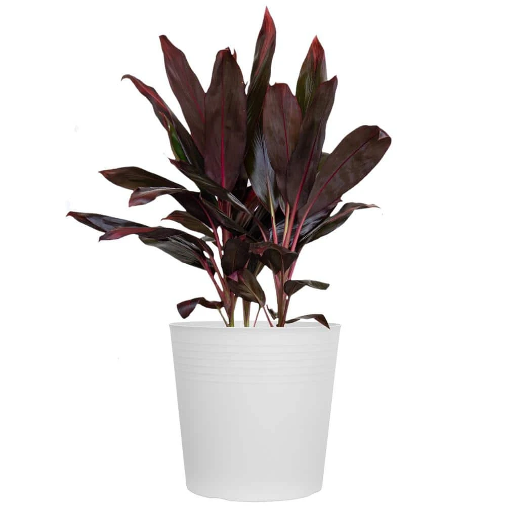 Red Sister Cordyline Florida Ti Plant Live Indoor Outdoor Houseplant 10 Inch White Decor Pot 1 Red Sister Cordyline Florida Ti Plant Live Indoor Outdoor Houseplant 10 Inch White Decor Pot