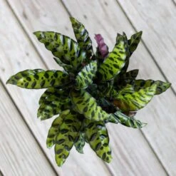Calathea Rattlesnake Prayer Plant 6 Inch Grower Pot -Urban Garden Store united nursery house plants 79016 44 1000