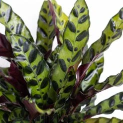 Calathea Rattlesnake Prayer Plant 6 Inch Grower Pot -Urban Garden Store united nursery house plants 79016 4f 1000