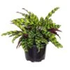 Calathea Rattlesnake Prayer Plant 6 Inch Grower Pot