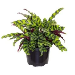 Calathea Rattlesnake Prayer Plant 6 Inch Grower Pot