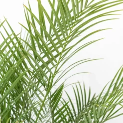Miniature Date Palm Live Phoenix Roebelenii Plant 22 In. To 26 In. Tall In 9.25 In. Grower Pot 5 Miniature Date Palm Live Phoenix Roebelenii Plant 22 In. To 26 In. Tall In 9.25 In. Grower Pot -Urban Garden Store united nursery house plants 79061 4f 1000