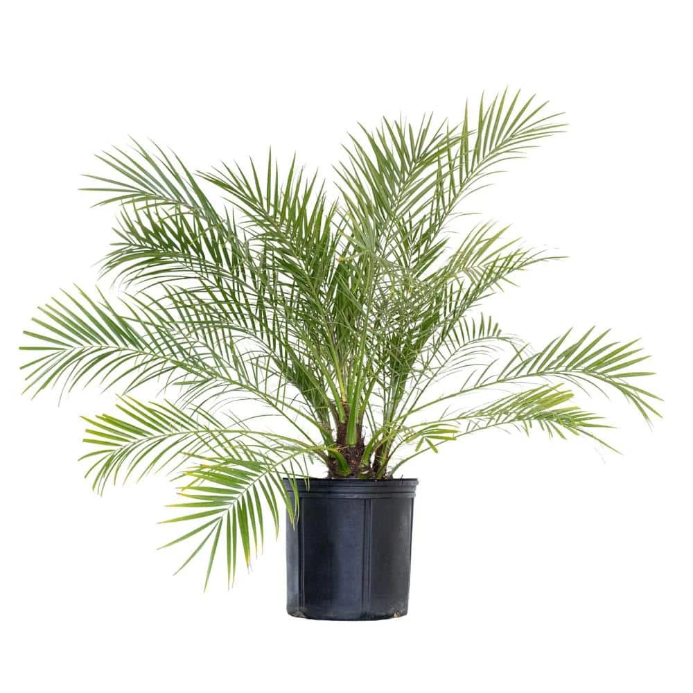 Miniature Date Palm Live Phoenix Roebelenii Plant 22 In. To 26 In. Tall In 9.25 In. Grower Pot 1 Miniature Date Palm Live Phoenix Roebelenii Plant 22 In. To 26 In. Tall In 9.25 In. Grower Pot