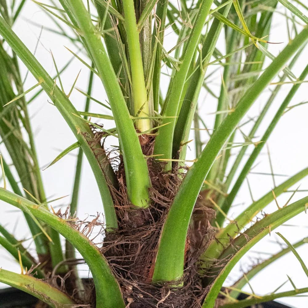 Miniature Date Palm Live Phoenix Roebelenii Plant 22 In. To 26 In. Tall In 9.25 In. Grower Pot 2 Miniature Date Palm Live Phoenix Roebelenii Plant 22 In. To 26 In. Tall In 9.25 In. Grower Pot - Image 2