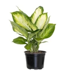 Camille Dieffenbachia Live Plant In 6 Inch Grower Pot