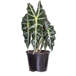 Live Alocasia Polly 'African Mask' Houseplant In 6 In. Grower Pot