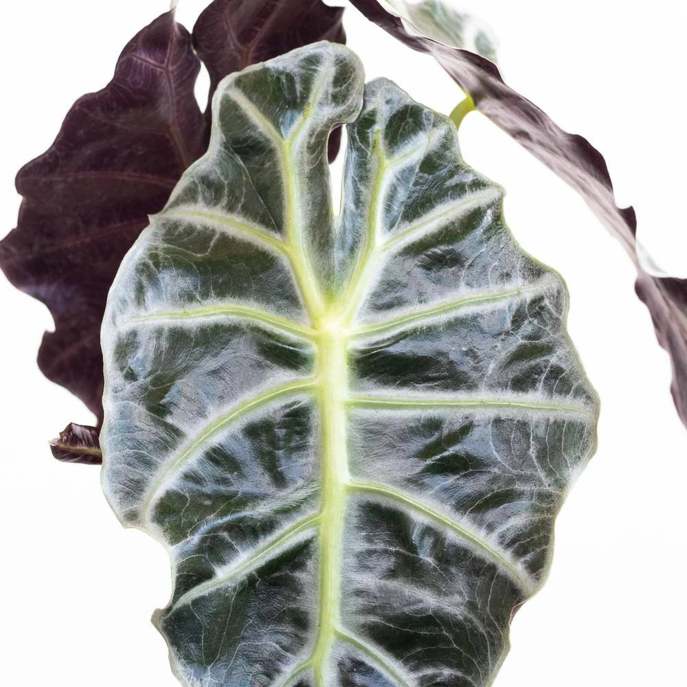 Live Alocasia Polly 'African Mask' Houseplant In 6 In. White Decor Pot 4 Live Alocasia Polly 'African Mask' Houseplant In 6 In. White Decor Pot - Image 4