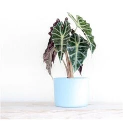 Live Alocasia Polly 'African Mask' Houseplant In 6 In. White Decor Pot 6 Live Alocasia Polly 'African Mask' Houseplant In 6 In. White Decor Pot -Urban Garden Store united nursery house plants aloply6hw 4f 1000