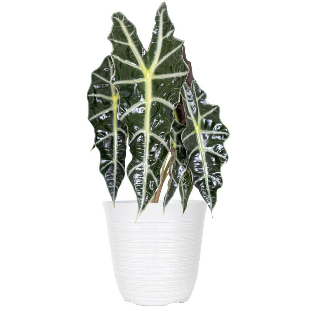 Live Alocasia Polly 'African Mask' Houseplant In 6 In. White Decor Pot 1 Live Alocasia Polly 'African Mask' Houseplant In 6 In. White Decor Pot