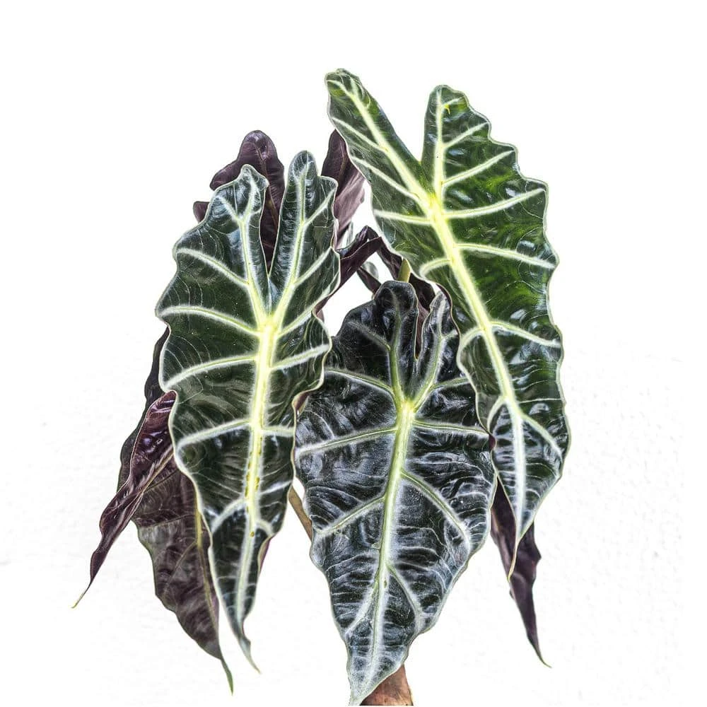 Live Alocasia Polly 'African Mask' Houseplant In 6 In. White Decor Pot 2 Live Alocasia Polly 'African Mask' Houseplant In 6 In. White Decor Pot - Image 2