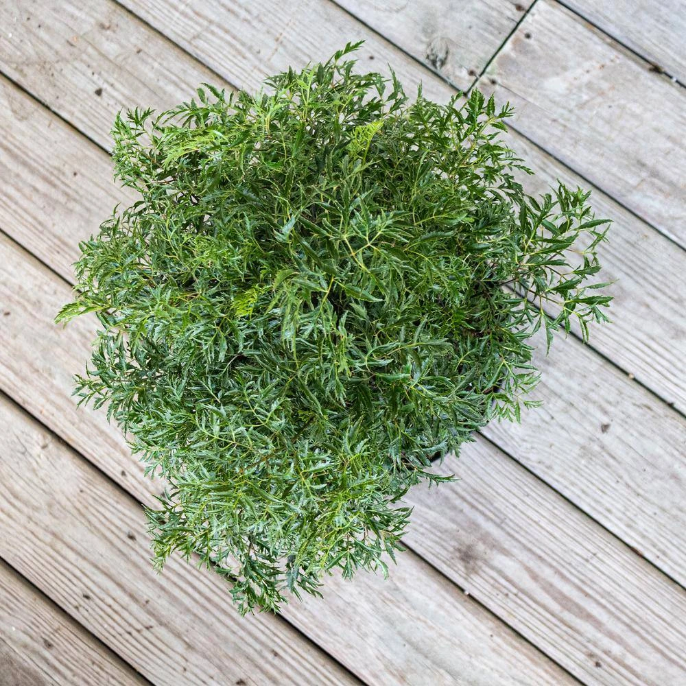 Aralia Ming Live Indoor Outdoor Plant In 10 Inch Premium Sustainable Ecopots Dark Grey Pot With Removeable Drainage Plug 3 Aralia Ming Live Indoor Outdoor Plant In 10 Inch Premium Sustainable Ecopots Dark Grey Pot With Removeable Drainage Plug - Image 3